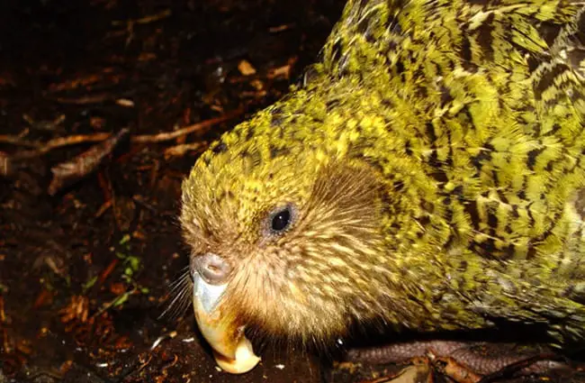 KakapoPura на острове Треска Фото: Mnolf CC BY-SA 3.0 http://creativecommons.org/licenses/by-sa/3.0/