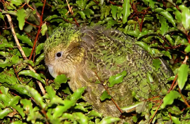 A Kakapo camouflaged in the night forest Photo by: Mnolf CC BY-SA 3.0 http://creativecommons.org/licenses/by-sa/3.0/ 