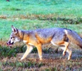 A Healthy Male San Joaquin Kit Fox Photo By: California Department Of Fish And Wildlife Https://Creativecommons.org/Licenses/By/2.0/