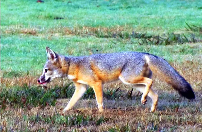 A healthy male San Joaquin Kit Fox Photo by: California Department of Fish and Wildlife https://creativecommons.org/licenses/by/2.0/