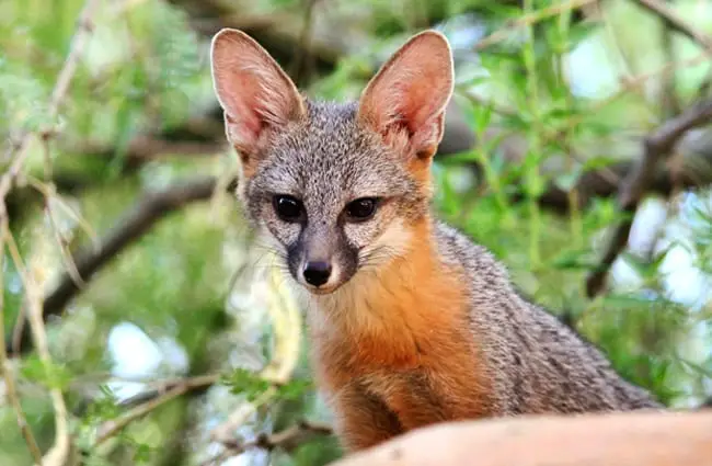 Kit Fox peering from abovePhoto by: Renee Graysonhttps://creativecommons.org/licenses/by/2.0/