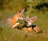 A Cute Pair Of Kit Foxes Photo By: Peterson B Moose, U.s. Fish And Wildlife Service [Public Domain]