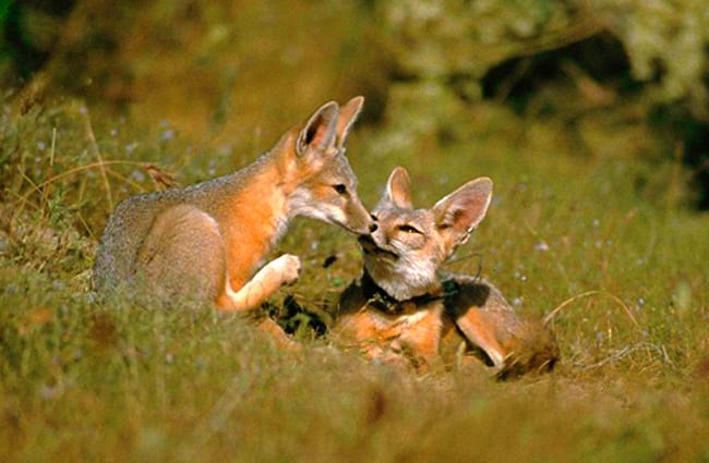 A cute pair of Kit Foxes Photo by: Peterson B Moose, U.S. Fish and Wildlife Service [Public domain]