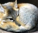 A Kit Fox Curled Up On A Rockphoto By: (C) Eluthye Www.fotosearch.com