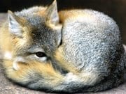 A Kit Fox curled up on a rockPhoto by: (c) eluthye www.fotosearch.com