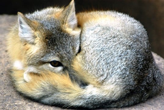 A Kit Fox curled up on a rockPhoto by: (c) eluthye www.fotosearch.com