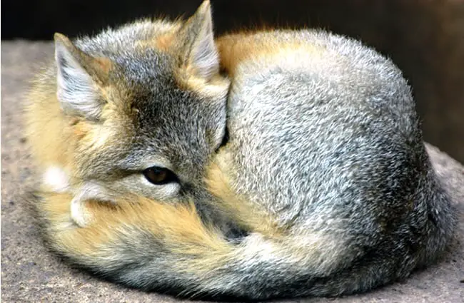 A Kit Fox curled up on a rockPhoto by: (c) eluthye www.fotosearch.com