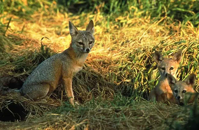 A female San Joaquin Kit Fox and her two kits (babies) Photo by: Peterson B Moose, U.S. Fish and Wildlife Service [Public domain]
