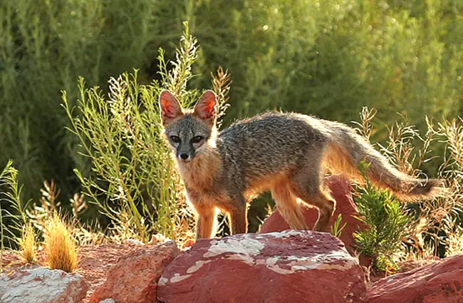 A Kit Fox Photo by: Utahcamera at English Wikipedia. [Public domain]