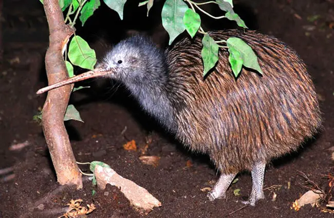 Kiwi - Description, Habitat, Image, Diet, and Interesting Facts