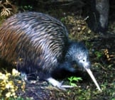 North Island Brown Kiwi Searching For Food Photo By: (C) Lakeviewimages Www.fotosearch.com 