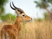 Ugandan KobPhoto by: Sergey Pisarevskiyhttps://creativecommons.org/licenses/by-nc-sa/2.0/