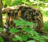 Leopard Cat Napping In The Forest 
