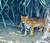 Leopard Cat Photo By: Shan2797 Https://Creativecommons.org/Licenses/By-Sa/3.0/Deed.en 