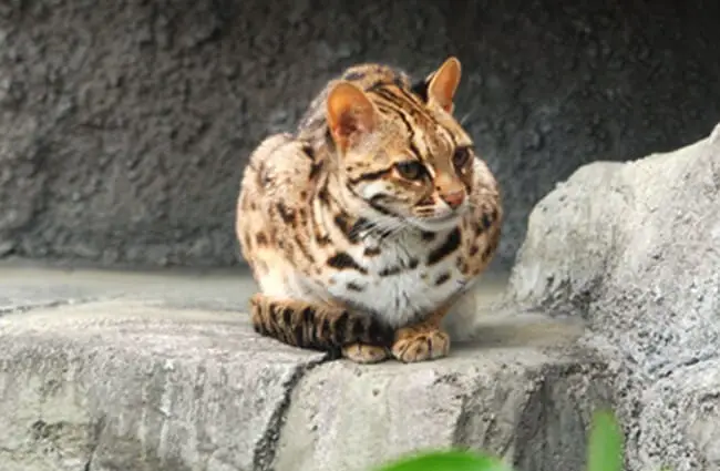 Leopard Cat Photo by: Kuribo https://creativecommons.org/licenses/by-sa/3.0/deed.en 