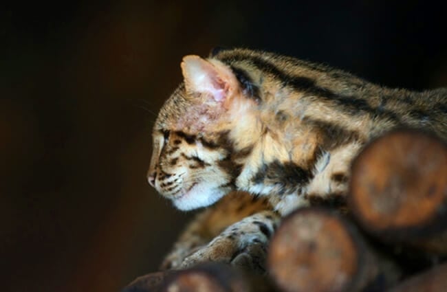 Леопардовый кот сидит на поваленном дереве в темноте Фото: (c) anankkml www. fotosearch.com