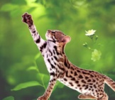 Asian Leopard Catphoto By: (C) Farinosa Www.fotosearch.com
