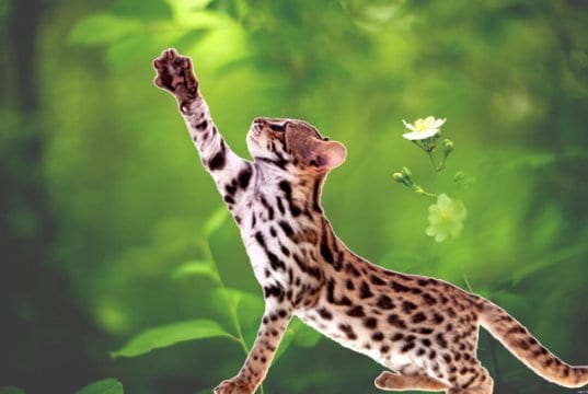 Asian Leopard CatPhoto by: (c) Farinosa www.fotosearch.com