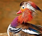 Mandarin Duck Showing Off Its Colors Photo By: Kie-Ker Https://Pixabay.com/Photos/Duck-Mandarin-Ducks-Water-Drip-1598465/ 