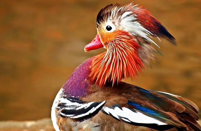 Утка-мандаринка демонстрирует свои цвета Фото: kie-ker https://pixabay.com/photos/duck-mandarin-ducks -water-drip-1598465/