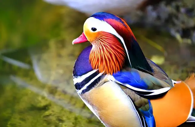 A stunning male Mandarin Duck Photo by: Bruno Glätsch https://pixabay.com/photos/duck-mandarin-ducks-mandarin-duck-2921650/ 