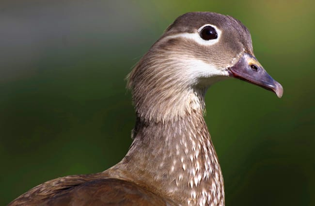 Female Mandarin Duck - notice her muted coloring Photo by: wal_172619 https://pixabay.com/photos/duck-mandarin-ducks-female-4267444/ 