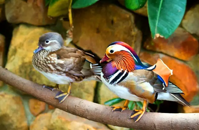 Спаривающаяся пара уток-мандаринок Фото: Рон Портер https://pixabay.com/photos/mandarin-ducks-ducks -pair-colorful-458069/