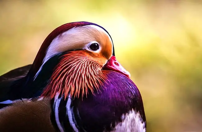 Этот самец утки-мандаринки окрашен в фиолетовый цвет. /li>
<li class=