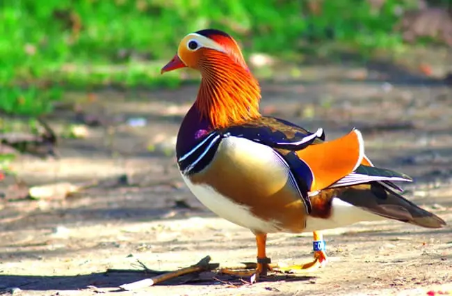 A stunning Mandarin Duck strutting across the yardPhoto by: mkupiec7https://pixabay.com/photos/bird-duck-mandarin-3830332/