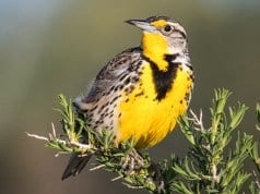 Western MeadowlarkPhoto by: Becky Matsubarahttps://creativecommons.org/licenses/by/2.0/