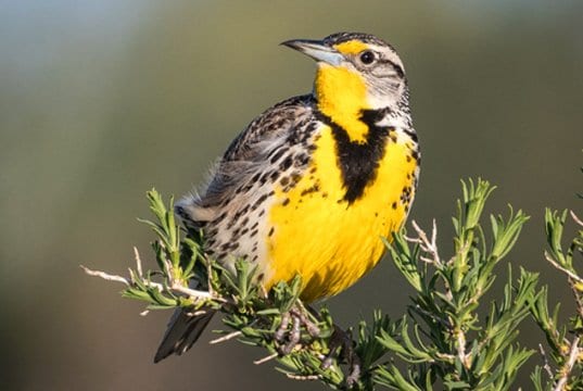 Western MeadowlarkPhoto by: Becky Matsubarahttps://creativecommons.org/licenses/by/2.0/