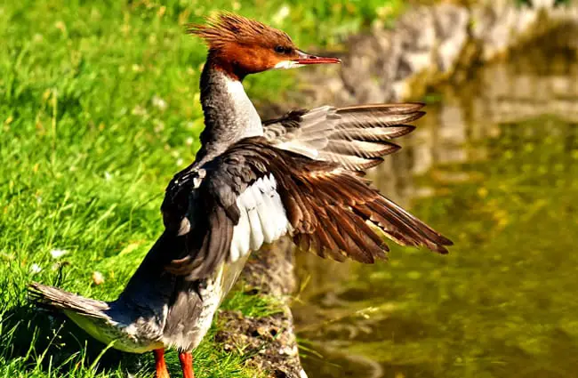 Male Merganser ruffling his wings in the morning sun Photo by: Alexas_Fotos https://pixabay.com/photos/merganser-mergus-merganser-duck-bird-2794472/ 