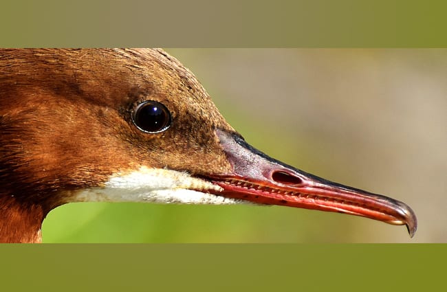 Closeup of a Merganser -- notice the hook on his bill! Photo by: Alexas_Fotos //pixabay.com/photos/merganser-mergus-merganser-duck-bird-2794435/ 