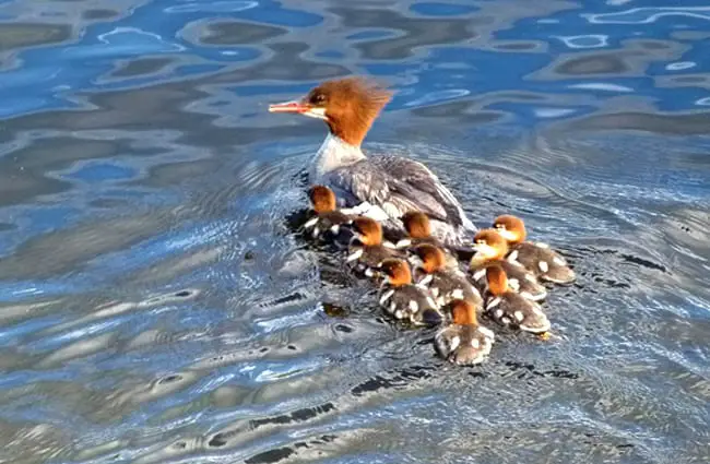 Mother Common Merganser with her large brood Photo by: Brigitte Werner https://pixabay.com/photos/common-merganser-waterbirds-brood-51572/ 