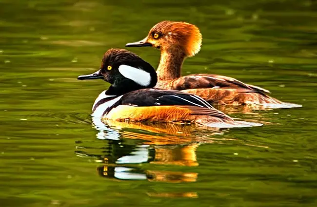 A beautiful Merganser couple Photo by: Tim Dickey https://creativecommons.org/licenses/by-sa/2.0/ 