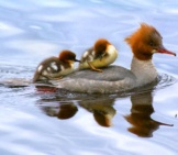 Merganser Mom With Two Chicksphoto By: Viktor Dahlhttps://Creativecommons.org/Licenses/By-Sa/2.0/