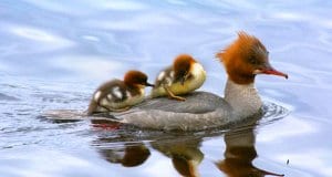 Merganser mom with two chicksPhoto by: Viktor Dahlhttps://creativecommons.org/licenses/by-sa/2.0/