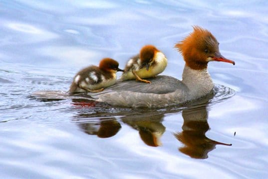 Merganser mom with two chicksPhoto by: Viktor Dahlhttps://creativecommons.org/licenses/by-sa/2.0/