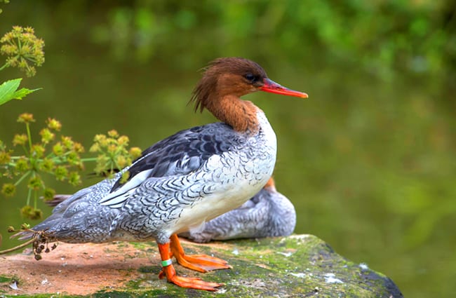 Portrait of a Scaly-Sided Merganser Photo by: Jason Thompson https://creativecommons.org/licenses/by-sa/2.0/ 