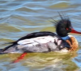 Red-Breasted Merganser Photo By: Susan Murtaugh Https://Creativecommons.org/Licenses/By-Sa/2.0/ 