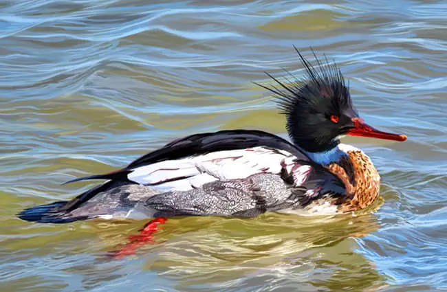 Red-Breasted Merganser Photo by: Susan Murtaugh https://creativecommons.org/licenses/by-sa/2.0/ 