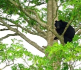 Asiatic Black Bear Photo By: Tontantravel Https://Creativecommons.org/Licenses/By-Sa/2.0/ 
