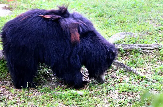 Азиатский черный медведь в поисках насекомых Фото: cuatrok77 https://creativecommons.org/licenses/by-sa/2.0/