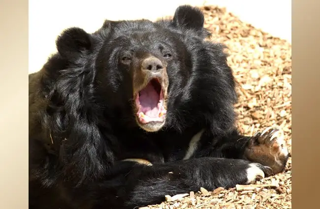 Азиатский черный медведь (Лунный медведь) Фото: Тони Хисгетт https://creativecommons.org/licenses/by-sa/2.0/