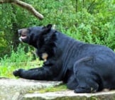 Moon Bear Resting On A Rock Photo By: Jean-Pierre Dalbéra Https://Creativecommons.org/Licenses/By-Sa/2.0/ 