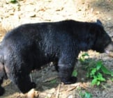Moon Bear, Rescued From Poachers And Illegal Wildlife Trade Photo By: Shankar S. Https://Creativecommons.org/Licenses/By-Sa/2.0/ 