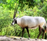 The Arabian Oryx Is Highly Specialized For The Harsh Desert Environment. Photo By: Cuatrok77 Https://Creativecommons.org/Licenses/By/2.0/ 