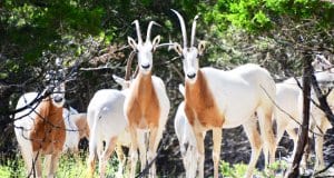 Scimitar-Horned OryxPhoto by: Buck Valley Ranchhttps://creativecommons.org/licenses/by/2.0/
