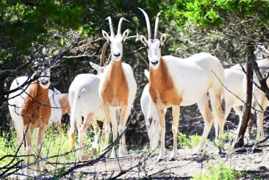 Scimitar-Horned OryxPhoto by: Buck Valley Ranchhttps://creativecommons.org/licenses/by/2.0/