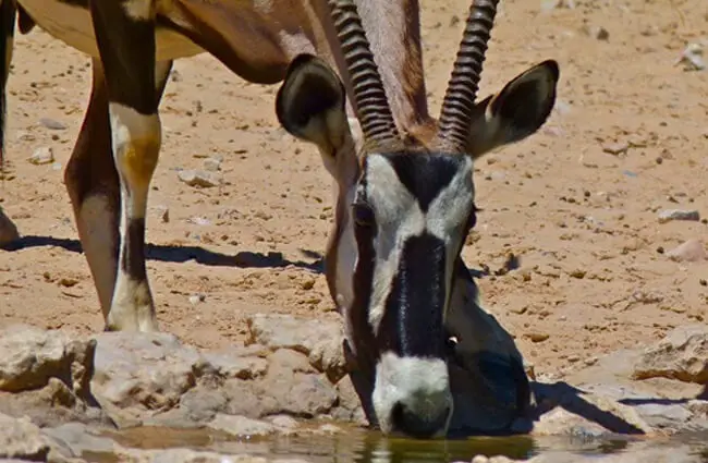Gemsbok at Union&#039;s End Waterhole Photo by: Bernard DUPONT https://creativecommons.org/licenses/by/2.0/ 